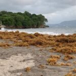 Une forte houle touche la Martinique, conséquence de l'ouragan Teddy