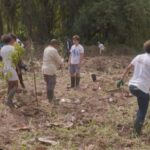 Des élèves contribuent à protéger la mangrove des Mangles au Lamentin