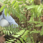Plantation d'arbres au François pour préserver la construction des yoles et gommiers de Martinique
