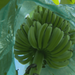 Les producteurs de bananes donnent plus de temps à l'État pour traiter leurs dossiers