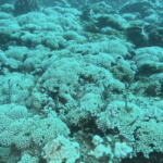 Les coraux sont menacés par le réchauffement climatique et la pollution