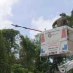 Un élagage préventif au François pour se préparer à la saison cyclonique en Martinique