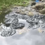 28 sacs-poubelle remplis de chauves-souris mortes jetés dans une rivière à Sainte-Rose
